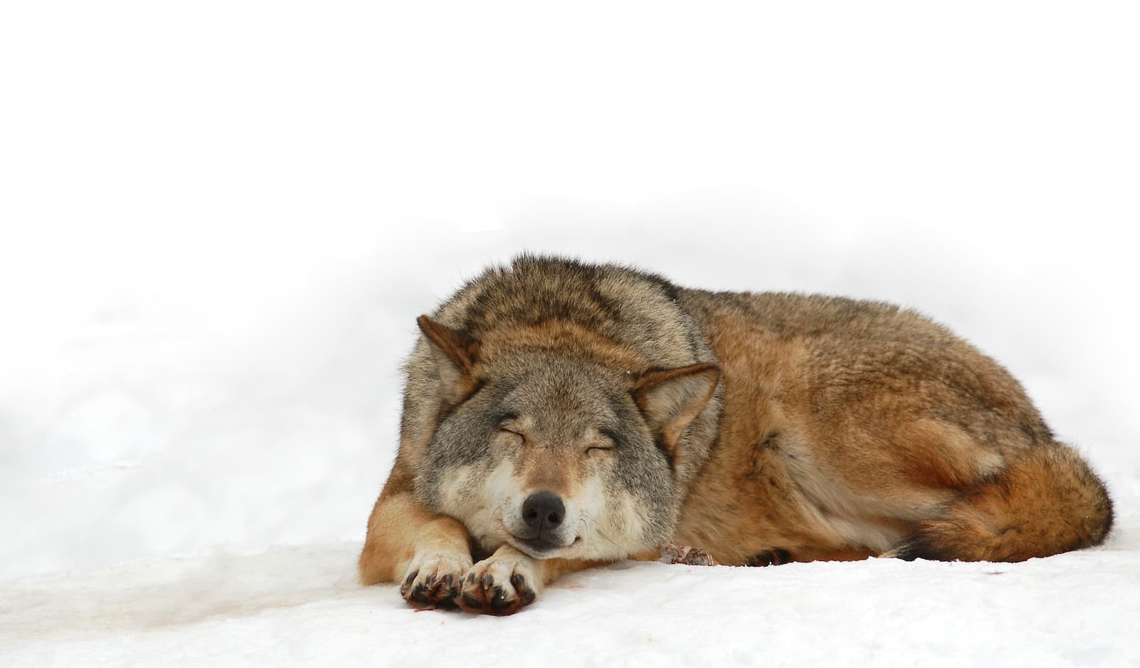 Sleeping Wolf
