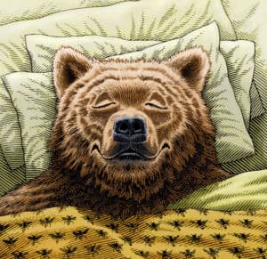 The Bear Chronotype