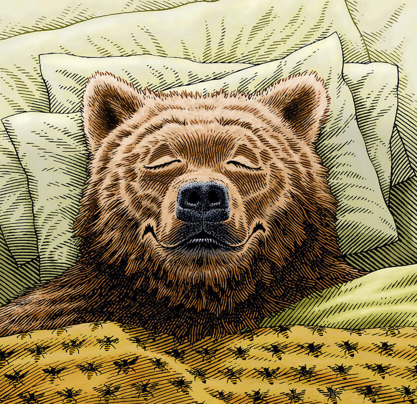 The Bear Chronotype