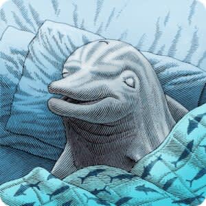 The Dolphin Chronotype