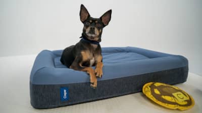 Casper small dog bed online