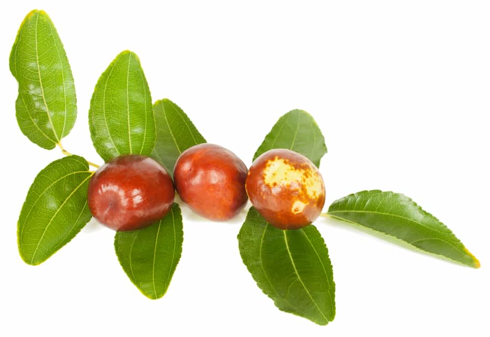 Jujube What Is It and Can It Benefit Sleep